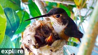 Hummingbird Chick Attacked by Predator!