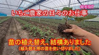 苗の植え替え、結構ありました（植え替え用の苗を使い切りました）　いちご農家の日々のお仕事　＃６９７