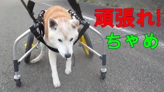 4輪の車椅子でお散歩を頑張る柴犬ちゃめ