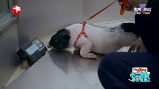 小猪佩奇进医院吓出猪叫，还咬人？！|《小主安康·宠物医院Ⅱ》Animal Hospital S2 EP7 20200625 【东方卫视官方频道】