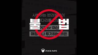 [FOUR PAWS] 나의 소중한 반려동물, 장례는 어떻게 치뤄야 할까요?