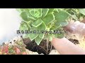 【多肉植物】野良猫対策花壇を仕立て直ししていくよ【succulent】