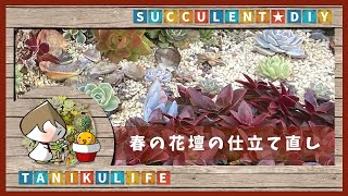 【多肉植物】野良猫対策花壇を仕立て直ししていくよ【succulent】