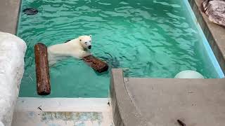 【Oga-Aquarium GAO, 男鹿水族館ＧＡＯ】ユキとフブキ母子