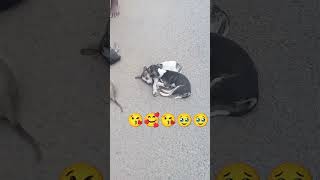 මෙහෙමත් ආදරයක් ♥️♥️♥️😀😘🥰🥰#pets