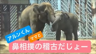 ウタイちゃん・アルンくん親子の鼻相撲の稽古　2023.08.16\u002617