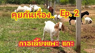 Ep.2 คุยกันเรื่อง.. การเลี้ยงแพะ แกะ  by ชีลองฟาร์ม