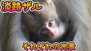 【赤ちゃん・ニホンザル・４K動画】様々な淡路ザル