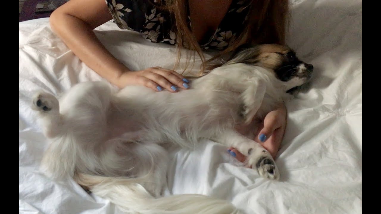 Asmr Loving Dog Petting Youtube