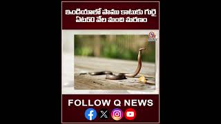 ఇండియాలో పాము కాటుకు గురై ఏట50 వేల మంది మరణo #latestnews #qnews #newsmedia