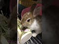 食事中に時々フリーズする🐰うさぎさん。