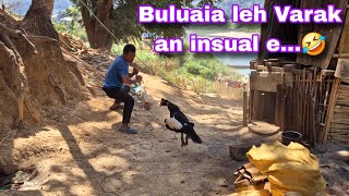 Buluaia leh Varak an insual...🤣🤣🤣 pui lutuk  pui lutuk 🤣🤣🤣