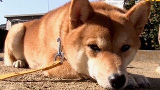 散歩、食べる、寝る！とにかく可愛い柴犬たちの姿／ドラマ版『柴公園』特別映像