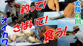 【7月・オイカワ釣って食う企画！】 ヤバい！大阪の川で釣れたオイカワを食う!鱒レンジャーで釣りキャンプ風・大和川支流石川・腹痛アクシデント？釣って食べる企画！・関西バス釣り