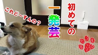 鼻の上におやつを置いてパクっとさせる芸【コーギーチロ】