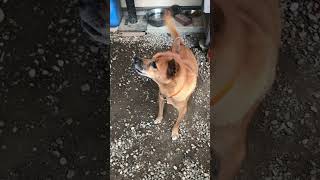 大吉おっさん #犬のいる暮らし #猟犬 #猪猟 #犬 #犬動画 #狩猟