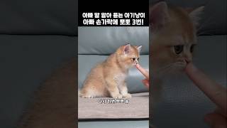 집사 말 알아 듣는 아기 냥이! 아빠 손가락에 뽀뽀 3번!