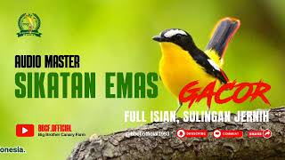 MASTERAN BURUNG SIKATAN EMAS GACOR FULL ISIAN \u0026 SULINGAN JERNIH#shorts@bbcf.official1993