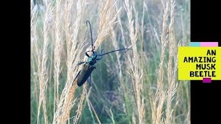 Amazing Musk Beetle (Aromia moschata)