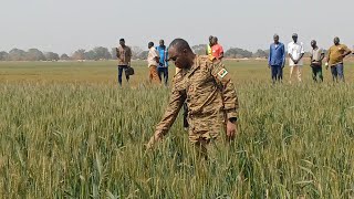 Burkina Faso : Le Commandant Ismaël Sombié visite des champs de blé à Banzon et à Niéguéma