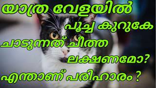 യാത്രാവേളയിൽ പൂച്ച കുറുകെ ചാടുന്നത് ചീത്ത ലക്ഷണമോ? എന്താണ് പരിഹാരം? | ശകുനം