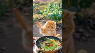 Cat Chef Fries Vegetables! Funny \u0026 Adorable Cooking Video