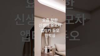 잉글레시나 앱티카 듀오 언박싱