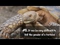 11 new desert tortoise facts you didn t know must check 5