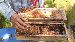 ചെറുതേനീച്ച കോളനിയെ പരിചയപ്പെടാം. Introduction to #stingless#bee Colony