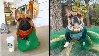 Cute Frenchies Compilation | French Bulldogs