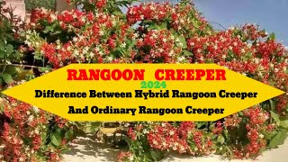 Rangoon Creeper || Difference In Between Hybrid And An Ordinary Rangoon Creeper #rangoon