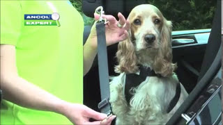 How To Fit a Dog Car Harness -  Dog Seat Belt Loop