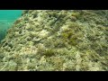 20210619葉山芝崎シュノーケル【goprohd】