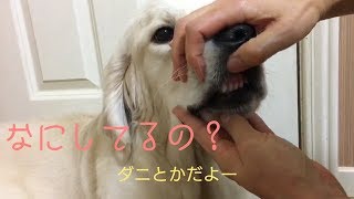 身体チェックをされる英国ゴールデンレトリバーギンちゃん(生後9ヶ月)