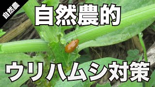 【対策しやすい虫】自然農的ウリハムシ対策【畑の害虫】