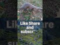 wonderful animal pangolin in kafue national park in zambia facts wildlife ytshots wonderful