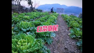 几田的白菜卖的好快，不知不觉就快没了，线上线下同步销就是快！