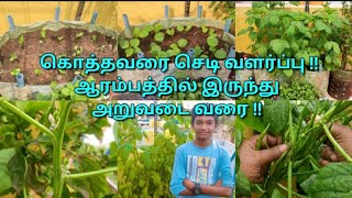 அதிக பராமரிப்பு இல்லாமல் வளரும் கொத்தவரை செடி ||How to grow cluster beans from beginning to harvest