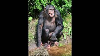 Chimpanzee Sound Effects