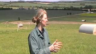 Helen Browning's Saddleback Pigs