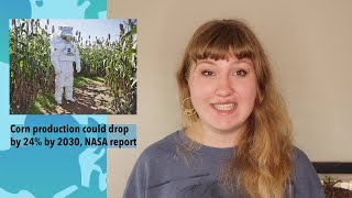 Will corn survive climate change?