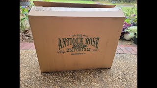 Open box from Antique Rose Emporium, Spring 2023