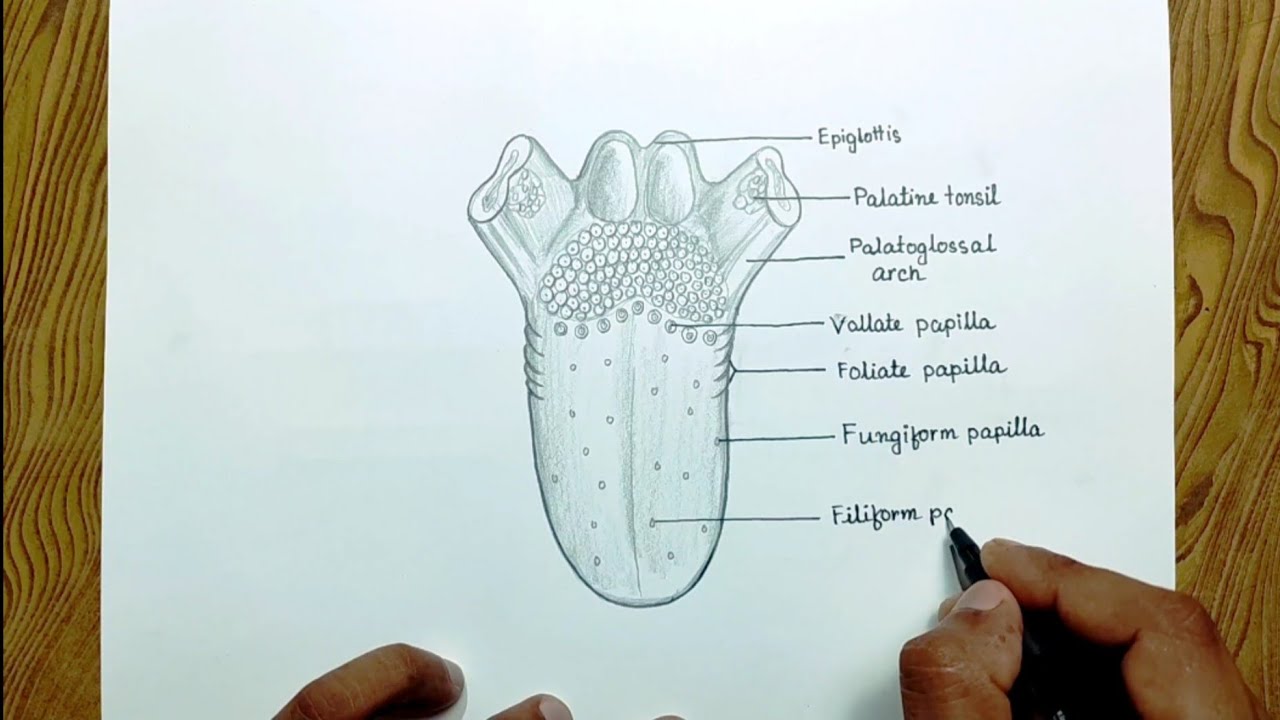 Human Tongue Anatomy Drawing How To Draw Human Tongue Anatomy Diagram