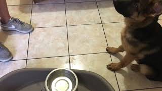 德牧吃饭前训练。坐下 趴下 握手 装死training  German shepherd dog before eating dinner sit down shakehands play dead