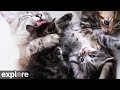 Kitten Rescue Cat Cam powered by EXPLORE.org Kitten Rescue Cat Cam powered by EXPLORE.org