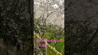 長崎の隠れた桜の名所　#shortsvideo #shorts #田舎暮らし