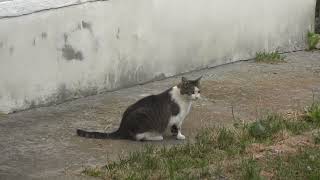 my cats in the evening, after a heat wave  they don't want to eat or drink 13 07 2024