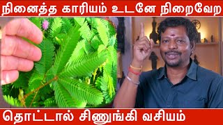 நினைத்த காரியம் உடனே நிறைவேற தொட்டால் சிணுங்கி வசியம் | Mayan Senthil Kumar