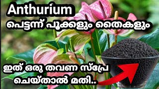 Anthurium പെട്ടന്ന് നിറയെ പൂക്കളും തൈകളും വരാൻ ഇങ്ങനെ ചെയ്യു...