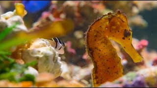 Amazing SEAHORSES compilation | Hippocampus | Zebra seahorse | Dwarf seahorse | Tiger tail seahorse